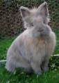 /album/les-races-de-lapins/t%c3%aate-de-lion-jpg/